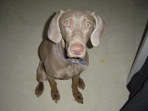 sony_digital_camera_005.jpg